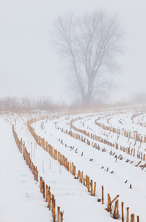 Stalks and Trees, Walpole, New Hampshire