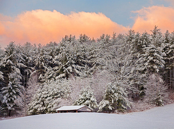 Dawn Rose, Spofford, NH