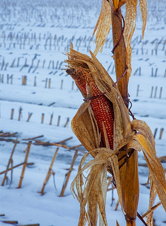 Last Survivor, Walpole, NH