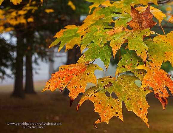 Broken Maple, Brattleboro, VT