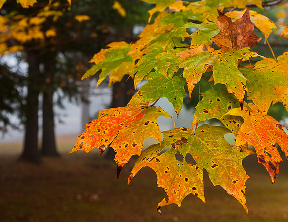 Broken Maple, Brattleboro, VT