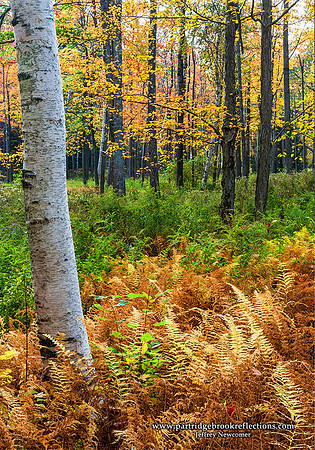 Sole Birch, Chesterfield, NH