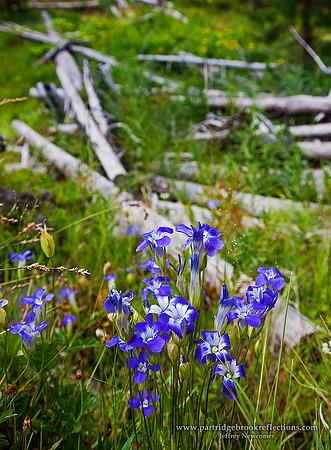 Blue Basin, Yellowstone, Wy