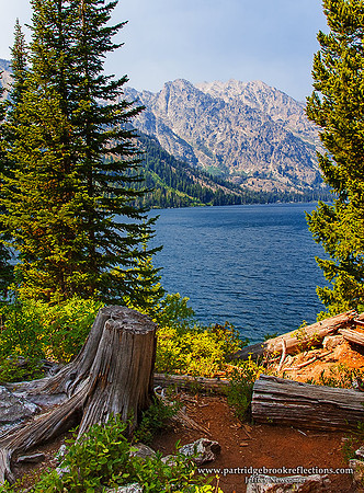 Jenny Lake Stump, Tetons, Wy