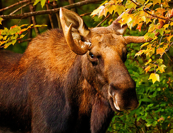 Moose Portrait, Spofford, NH