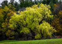 260502GoldenMayDummerstonVt