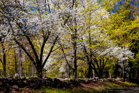 260502SpringBloomBrattleboroVt