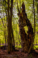 260502StillStandingGuilfordVt