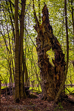 260502StillStandingGuilfordVt