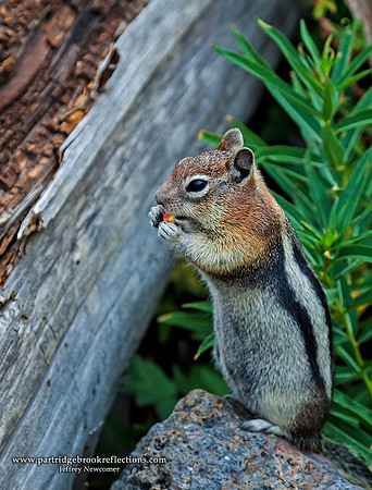 Misty Falls Squirrel, Yellowstone
