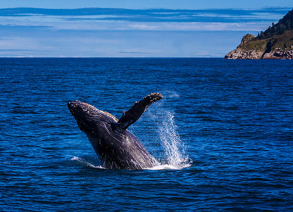 Breaching, Kenai Fjord, Qk