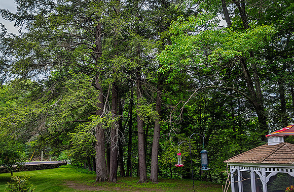 260606WestYardHemlocksSpoffordNH