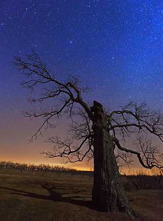 Comet PanSTARRS, Alyson's Orchard, Walpole, New Hampshire