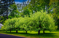 260525AppleOrchardSpoffordNH