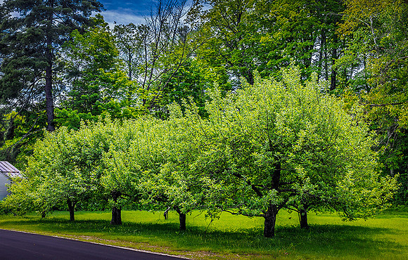 260525AppleOrchardSpoffordNH