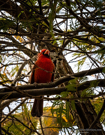 230312DessertCardinalTucsonAz