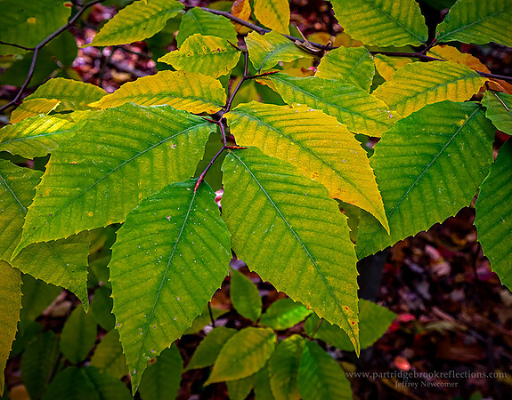 221016LingeringAshSpoffordNH