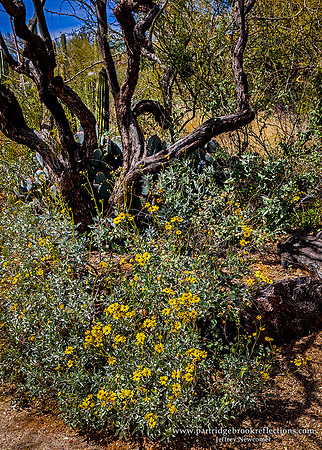 230312InBloomTucsonAz