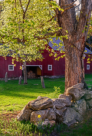 One Daffodil, Surry, NH