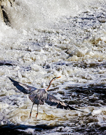 Blue Heron, Ashuelot River, Falls, Riverside Park, Keene, New Ha