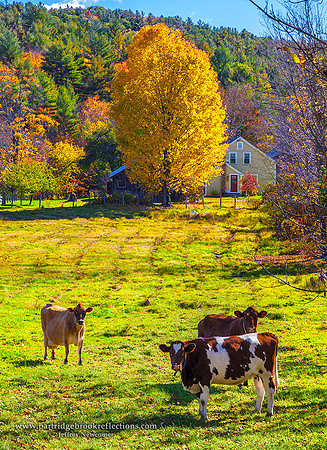 151015OctoberCowsChesterfieldNH