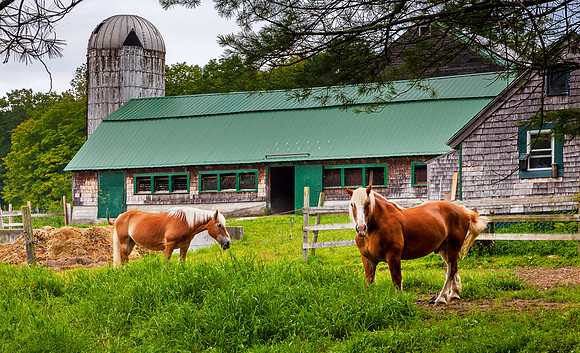 Horses, Earth Haven Farm, Marlborough, New Hampshire