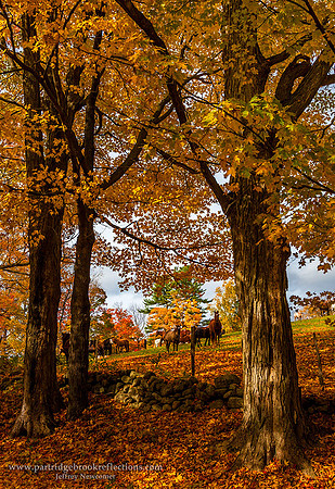 151024PastureWindowChesterfieldNH
