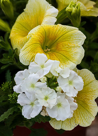 Hot House Flowers, Walker Farm, Dummerston, Vermont