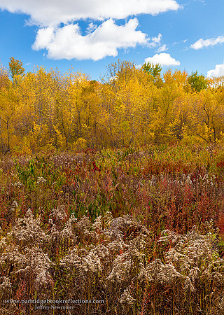 151015WetlandKeeneNHC