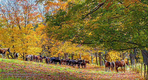 151024SocialChesterfieldNH
