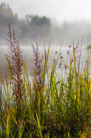 Spofford Stalks, Spofford Lake, NH