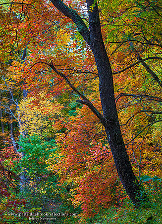 151013LocalColorSpoffordNH