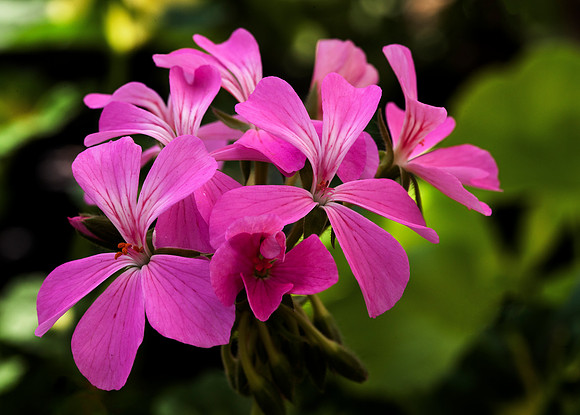 Pink Cluster, Dummerston, NH