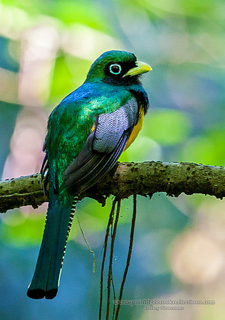 160125blackThroatedTrogonCostaRica