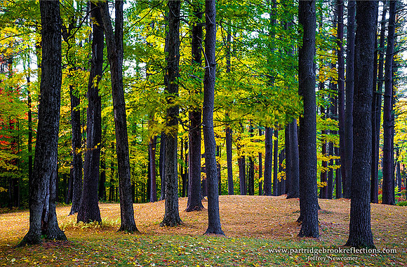 151015ForestPillarsChesterfieldNHC