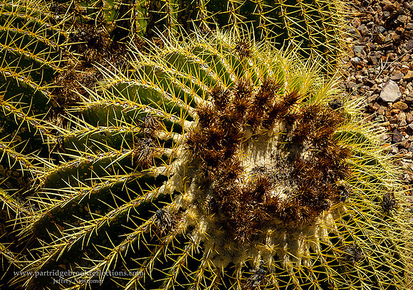 230309BarrelCactusGreenValleyAz