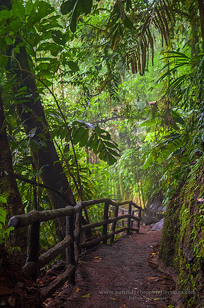160123CanopyTrailArenalhangingBridgesCostaRicaC