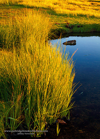 Sea Grass Dawn, Rye, NH