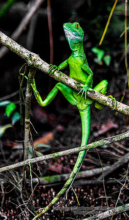160119FemaleJesusChristLixxardTortugueroCostaRica