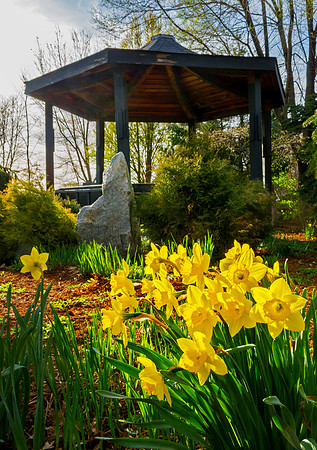 Gazebo Daffodils, Keene, NH