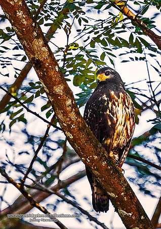160119TortugueroHawkCostaRica