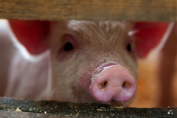 Curious Nose, Harrisville, NH