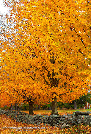 151022MapleBorderMarlboroughNH