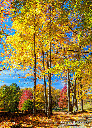 151019TallYellowDummerstonVt