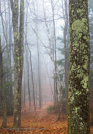 161125FoggyPathChesterfieldNH