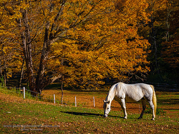 221008AutumnPastureTownshendVt