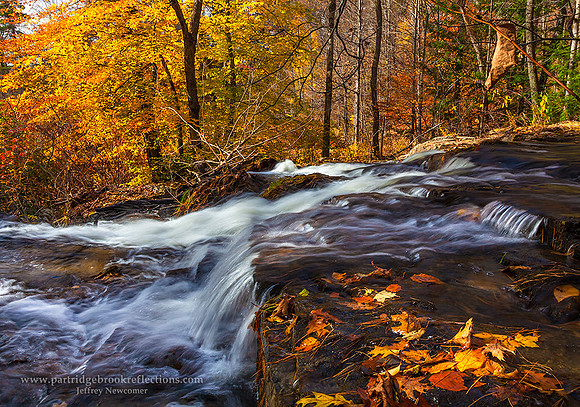 151031Pauchaug-BrookAutumnNorthfieldMa