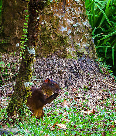 160120Variegated-SquirrelCostaRica