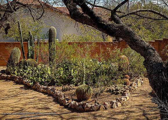 230308CactusGardenFramedTucsonAz