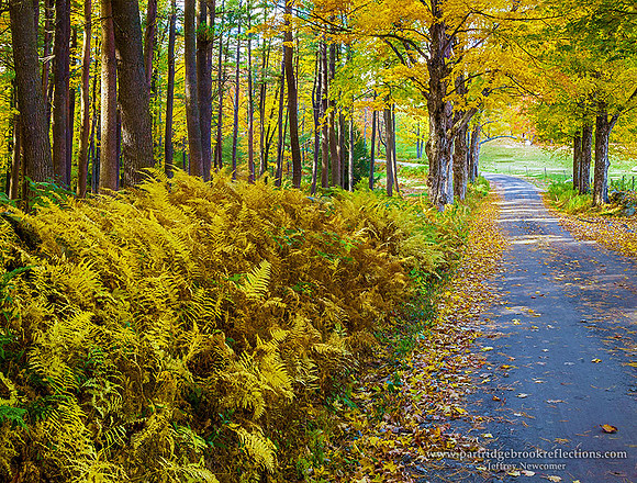 151015RoadsidefernsChesterfieldNH
